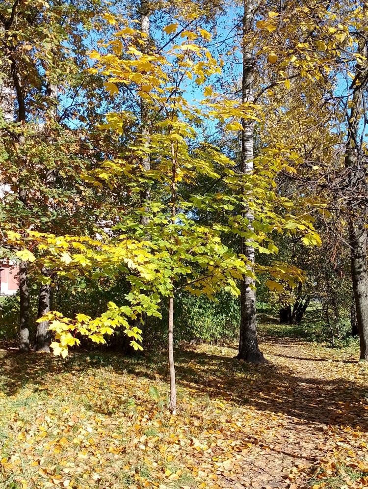 Осень в Санкт_петербурге